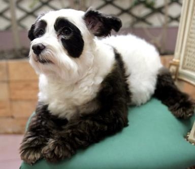 Panda-Dog-Puppy